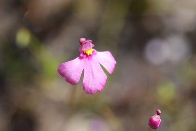 utricularia multifida bunbury