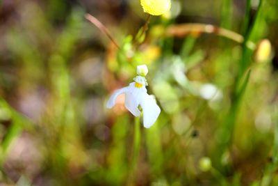 utricularia multifida perth