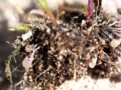 utricularia multifida australia