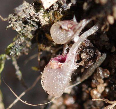 utricularia multifida polypompholyx