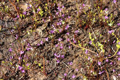 utricularia violacea