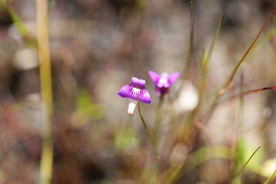 utricularia multifida fleur