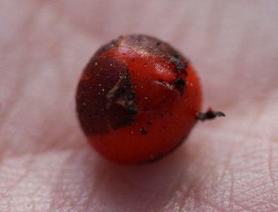 drosera erythrorhiza bulbes