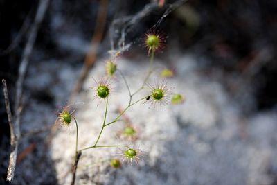 drosera menziesii bunbury