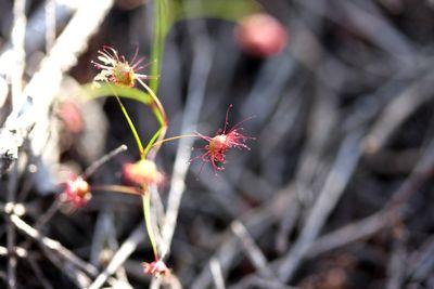 drosera menziesii feuille