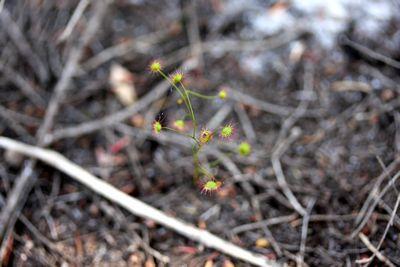 drosera menziesii feuilles