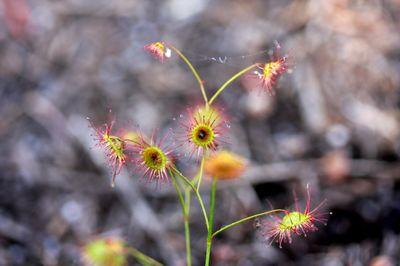 drosera menziesii apex