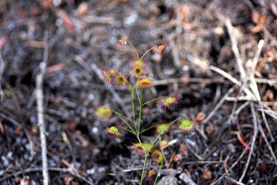 drosera menziesii australia