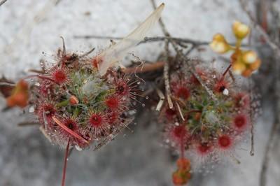 drosera paleacea