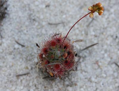 drosera paleacea minitature