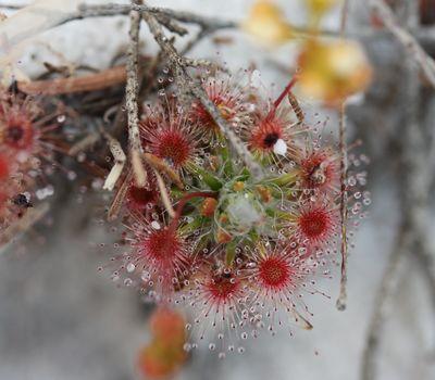 drosera paleacea magnifique