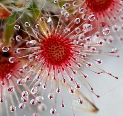 drosera paleacea feuille