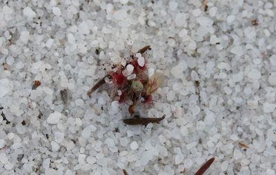 drosera paleacea jeune plant