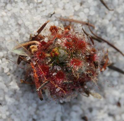 drosera paleacea floraison