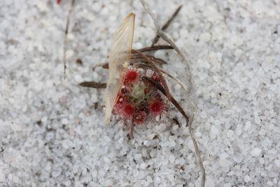 drosera paleacea perth