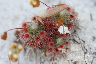 drosera paleacea bunbury