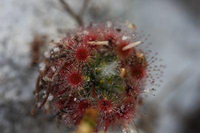 drosera paleacea cils glanduleux