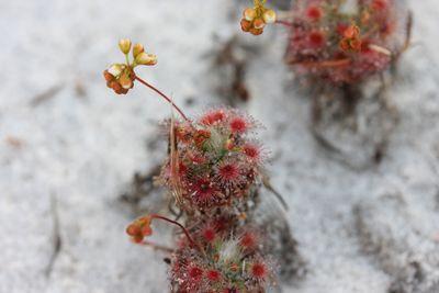 drosera paleacea australia