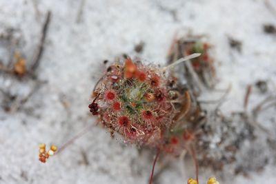 drosera paleacea australie