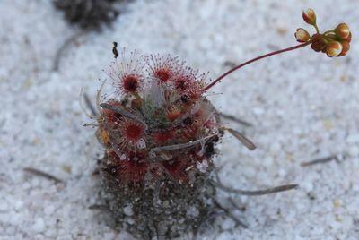 drosera paleacea rosette