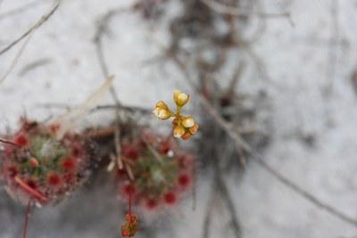 drosera paleacea fleurs