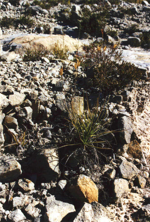 drosophyllum ubrique