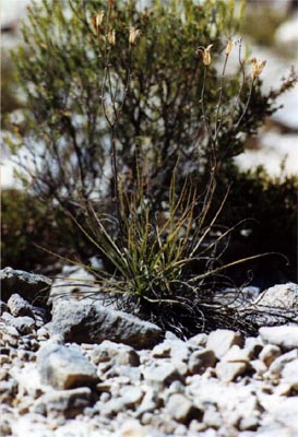 drosophyllum lusitanicum graines