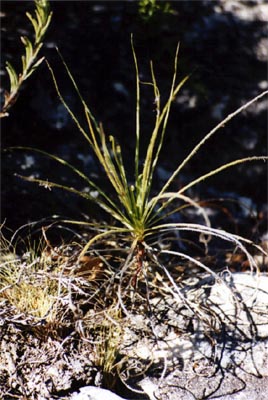 drosophyllum lusitanicum calcaire