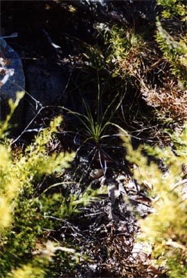 drosophyllum lusitanicum grès