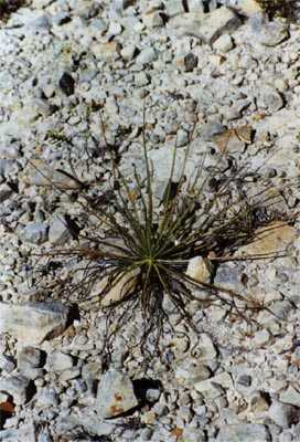 drosophyllum lusitanicum milieux naturels