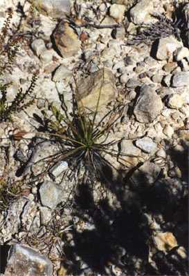 drosophyllum lusitanicum dewy pine