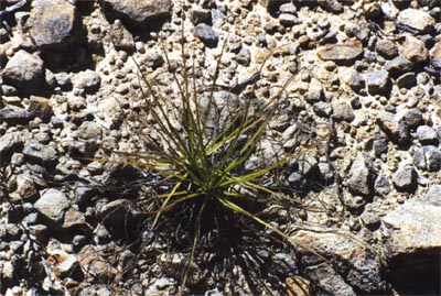 drosophyllum lusitanicum plante entière