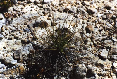 drosophyllum lusitanicum substrat