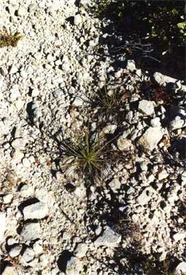 drosophyllum lusitanicum ubrique