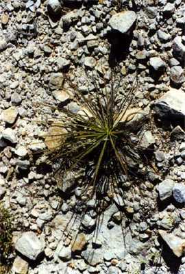 drosophyllum lusitanicum spain