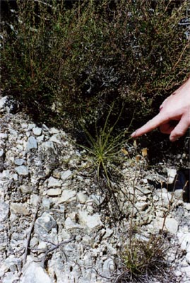 drosophyllum lusitanicum espagne