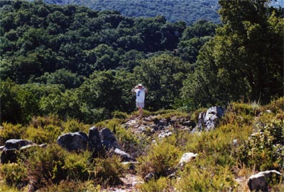 drosophyllum lusitanicum andalousie