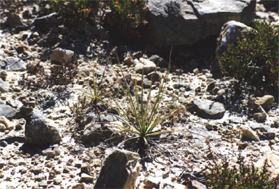 drosophyllum lusitanicum andalousia