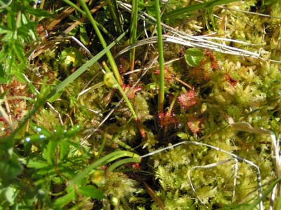 drosera rotundifolia vosges