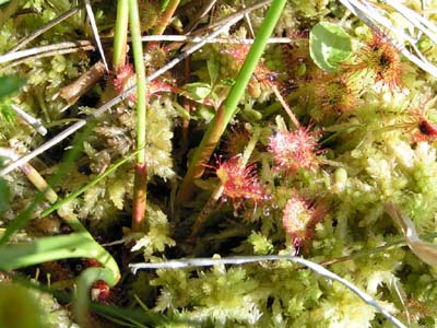 drosera rotundifolia vosges sphaigne