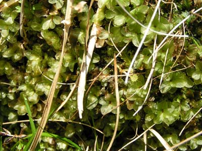 drosera rotundifolia plantes carnivores