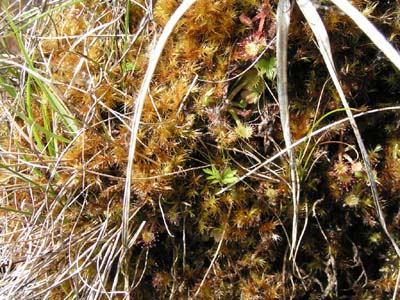 drosera rotundifolia rosa solis