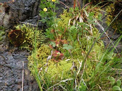 drosera rotundifolia drosera à feuilles rondes