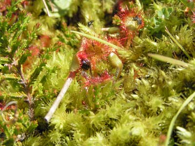 drosera rotundifolia vosges insectes