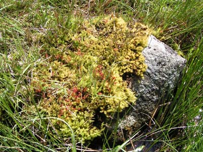 drosera rotundifolia sundews