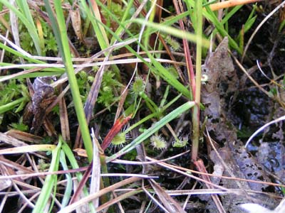 drosera rotundifolia sundew