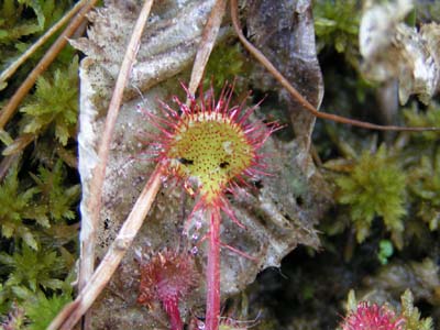 drosera rotundifolia feuille