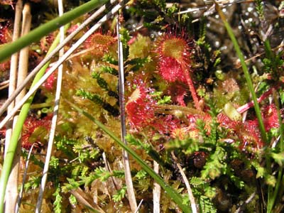 drosera rotundifolia calune