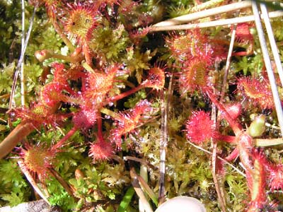 drosera rotundifolia beaux pieds