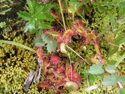 drosera rotundifolia fellering